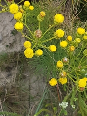 Senecio chrysocoma