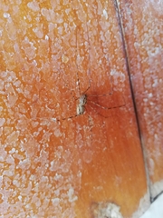 Scytodes globula