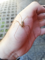 Scytodes globula
