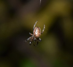 Larinioides patagiatus