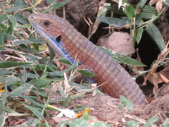 Broadleysaurus major