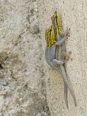 Lygodactylus picturatus