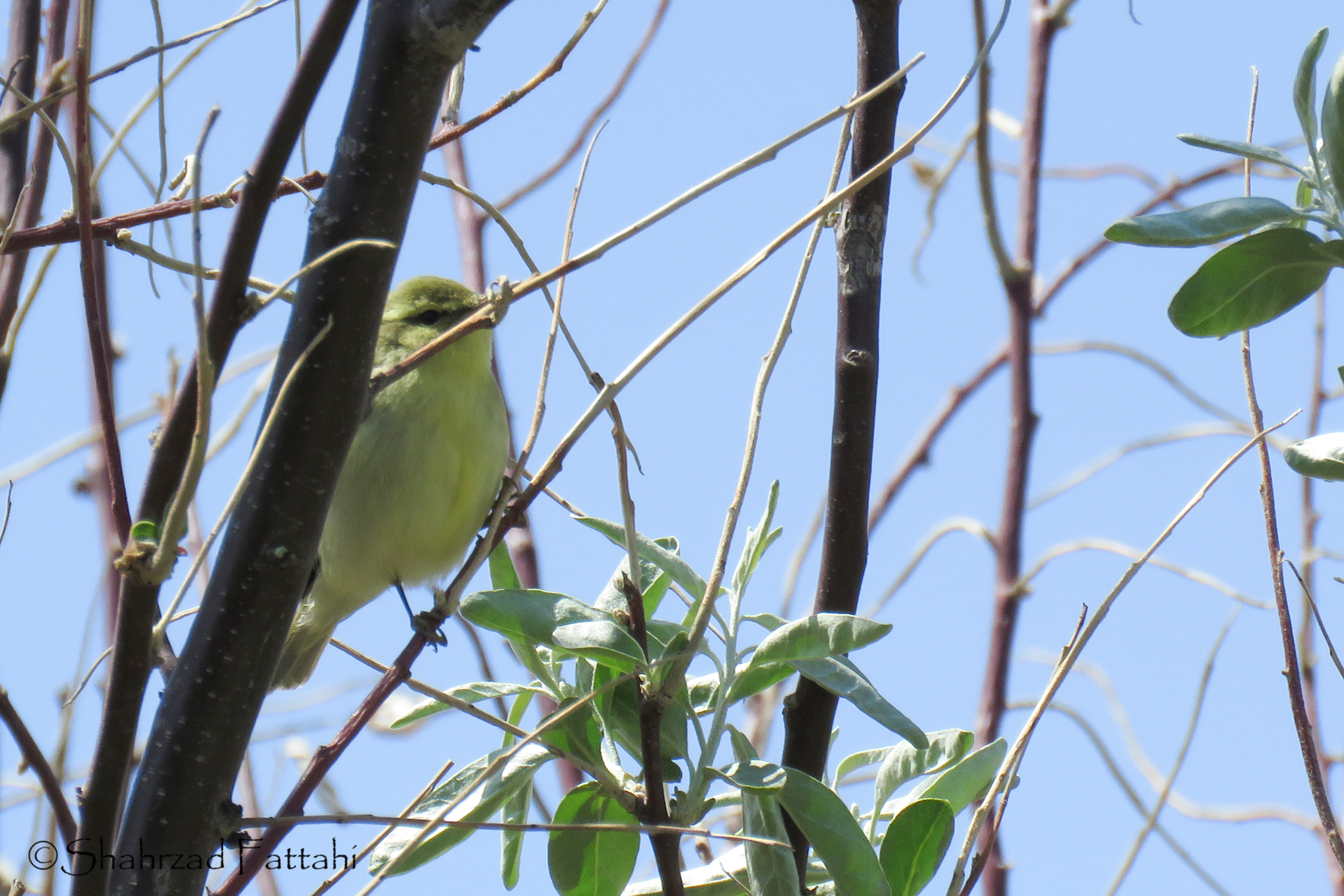 Green Warbler
