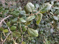 Quercus alnifolia