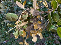 Quercus alnifolia