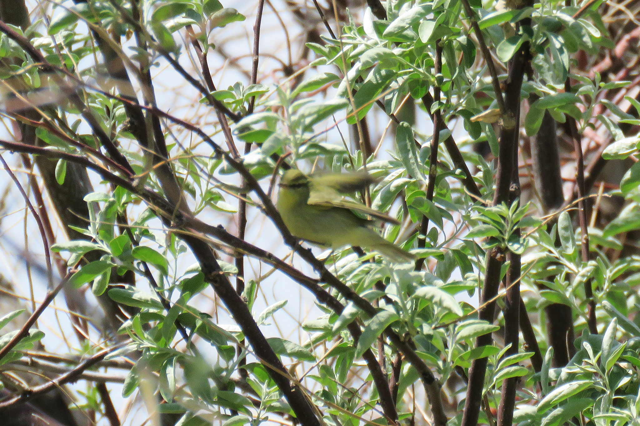 Green Warbler