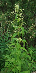 Koenigia alaskana