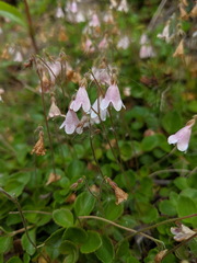 Linnaea borealis longiflora