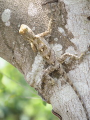 Agama mossambica