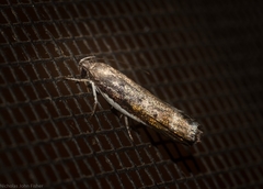 Xylorycta melaleucae