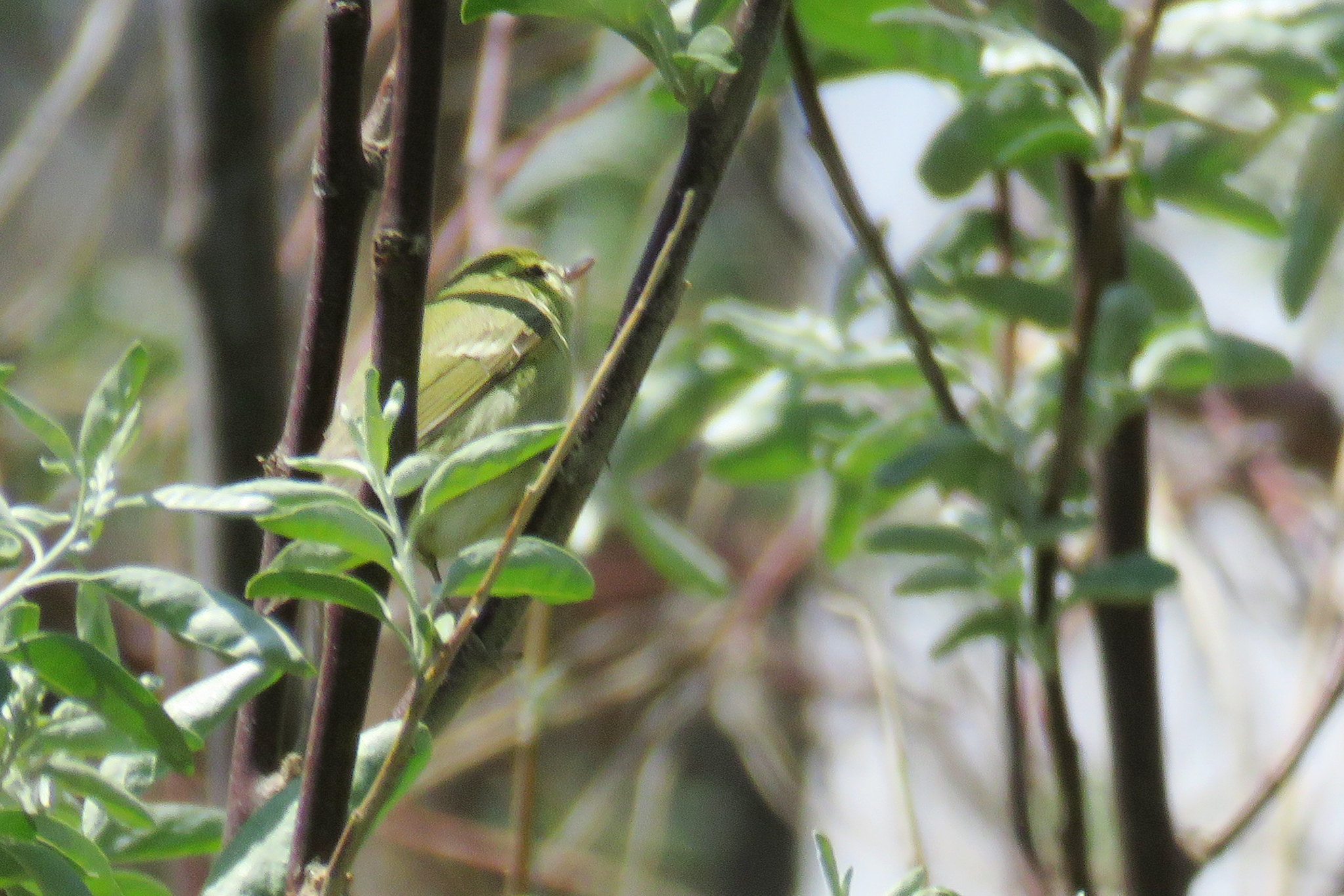 Green Warbler