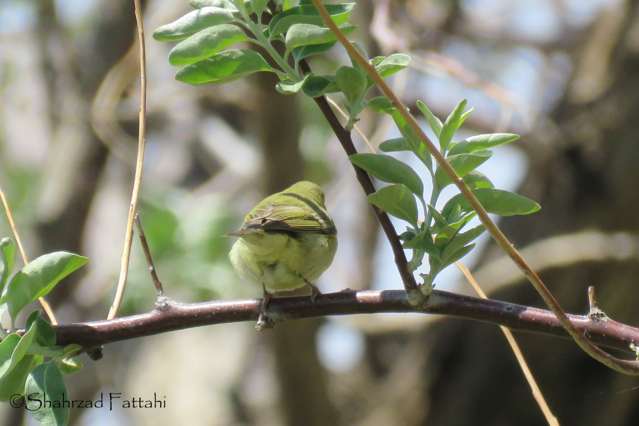 Green Warbler