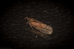 Cryptaspasma sordida