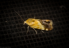 Acontia detrita