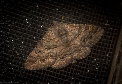 Eudesmeola lawsoni