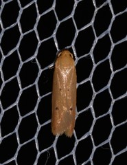 Platoloncha psamathina