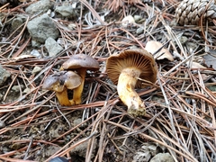 Chroogomphus mediterraneus