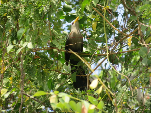Green Malkoha (Ceuthmochares australis), photo 9