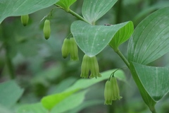 Polygonatum biflorum biflorum