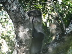 Cercopithecus mitis labiatus