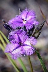 Thysanotus multiflorus