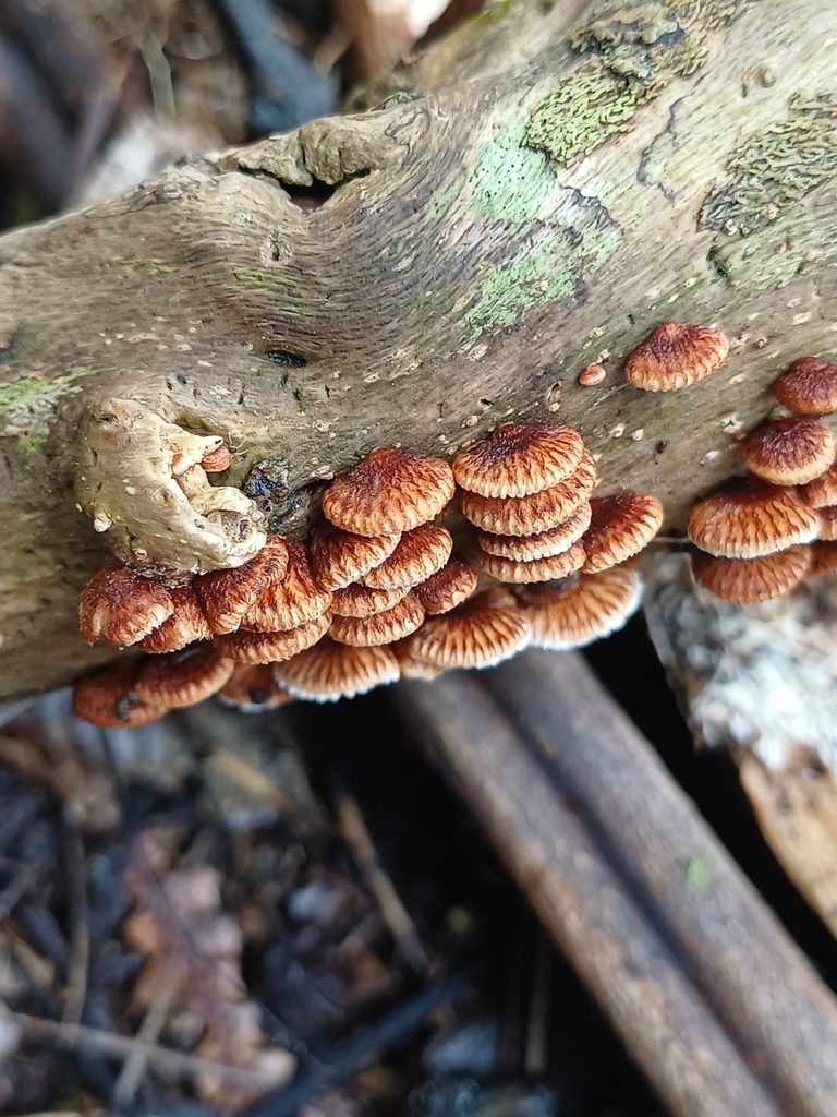 Chaetocalathus cocciformis · September 2025 · photo: © steviakiwi23 (iNaturalist, cc0)