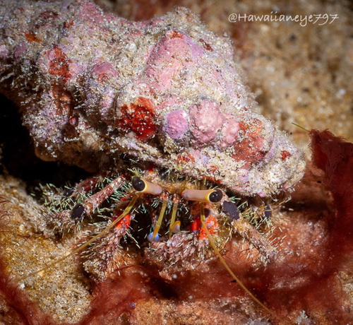 Dardanus sanguinocarpus, 2025-09-24