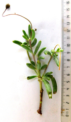 Crassothonna capensis