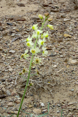 Eremurus luteus