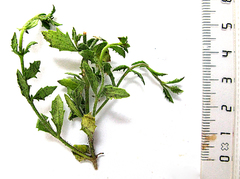 Chaenostoma decipiens