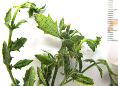 Chaenostoma decipiens