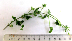 Chaenostoma decipiens