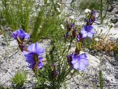 Aristea juncifolia