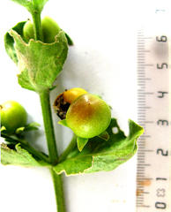 Teedia pubescens