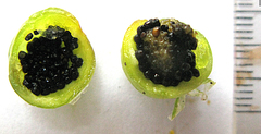 Teedia pubescens