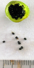 Teedia pubescens