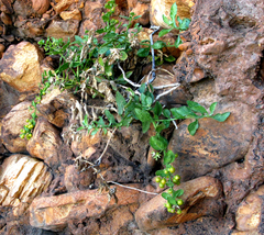 Teedia pubescens