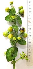 Teedia pubescens
