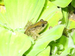Phrynobatrachus acridoides