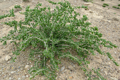 Zygophyllum