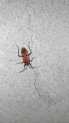 Physopelta quadriguttata