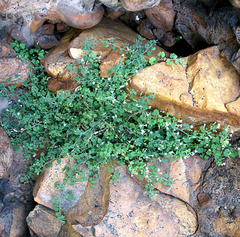 Wimmerella hederacea