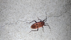 Physopelta quadriguttata