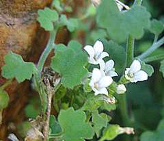 Wimmerella hederacea