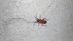 Physopelta quadriguttata