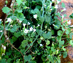 Wimmerella hederacea