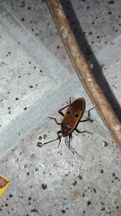 Physopelta quadriguttata