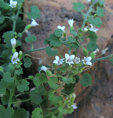 Wimmerella hederacea