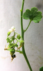 Wimmerella hederacea