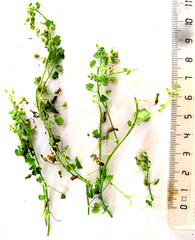 Wimmerella hederacea